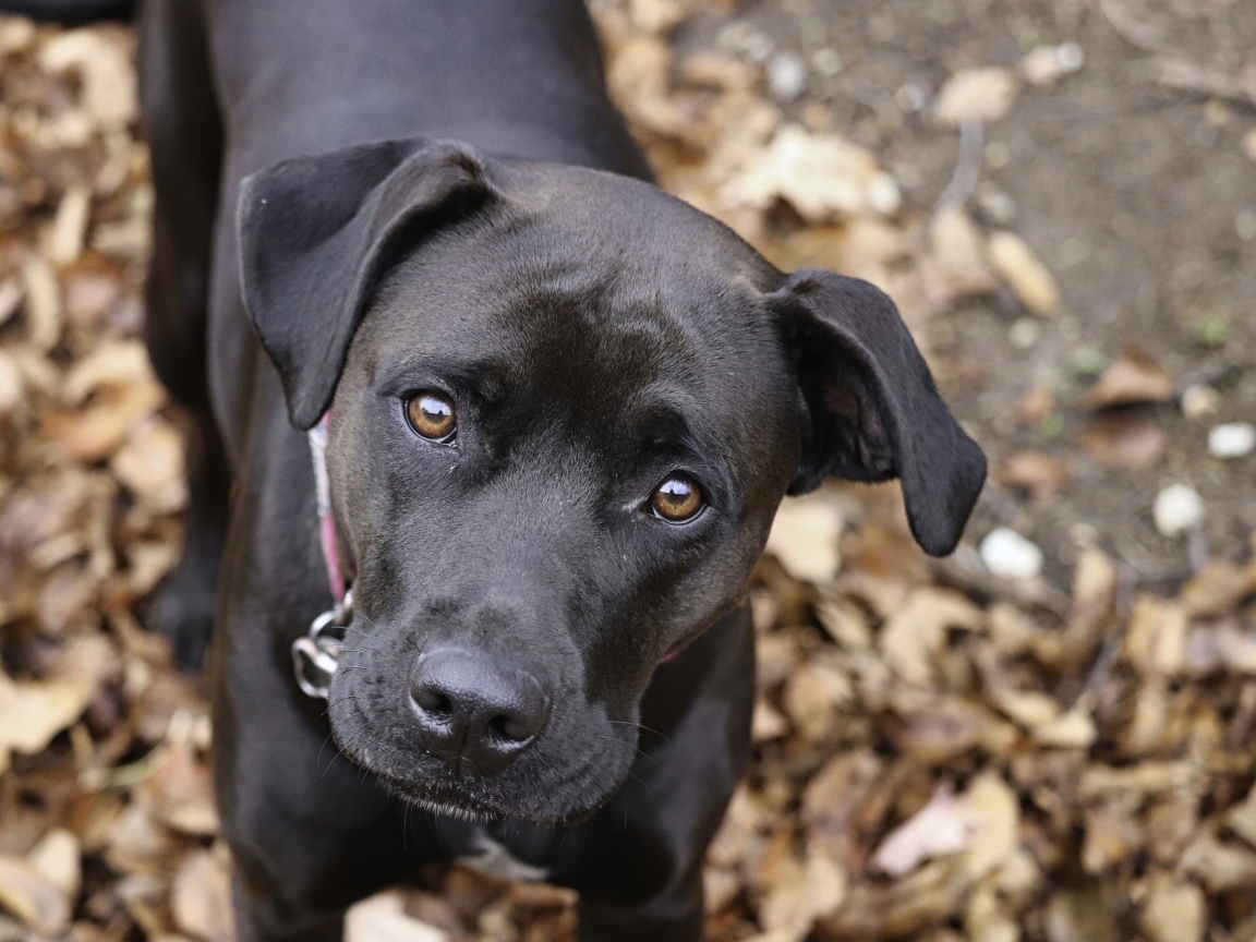 Грустный взгляд черного лабрадора в парке 