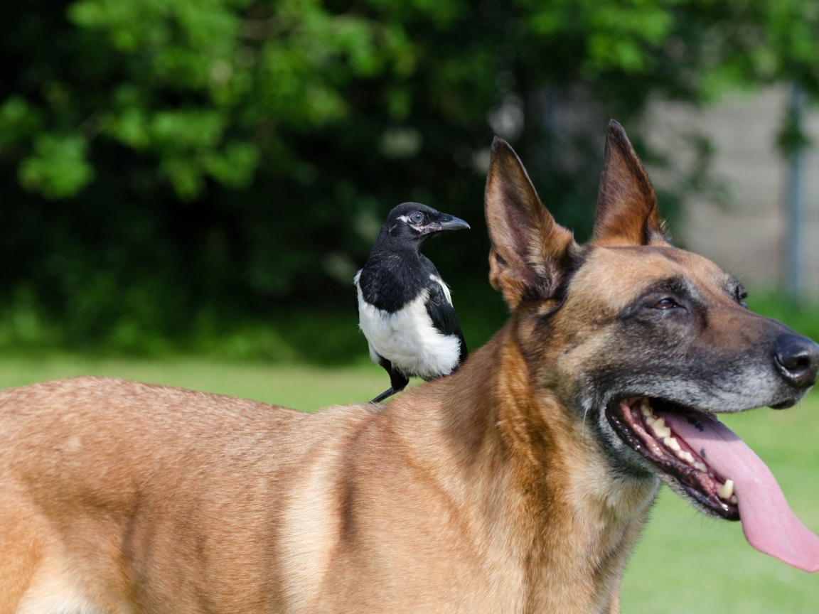 Овчарка с сорокой на спине