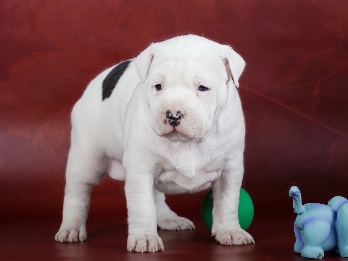 Маленький американский амстафф на красном фоне