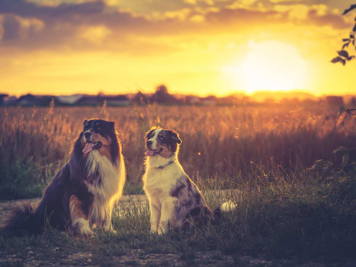 Две австралийские овчарки в лучах солнца на поле