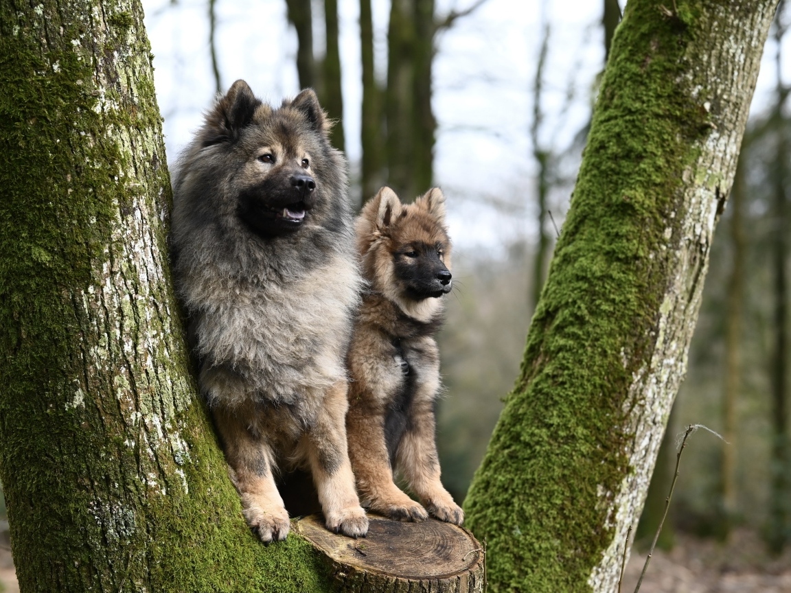 Две собаки породы евразийский плинн у дерева