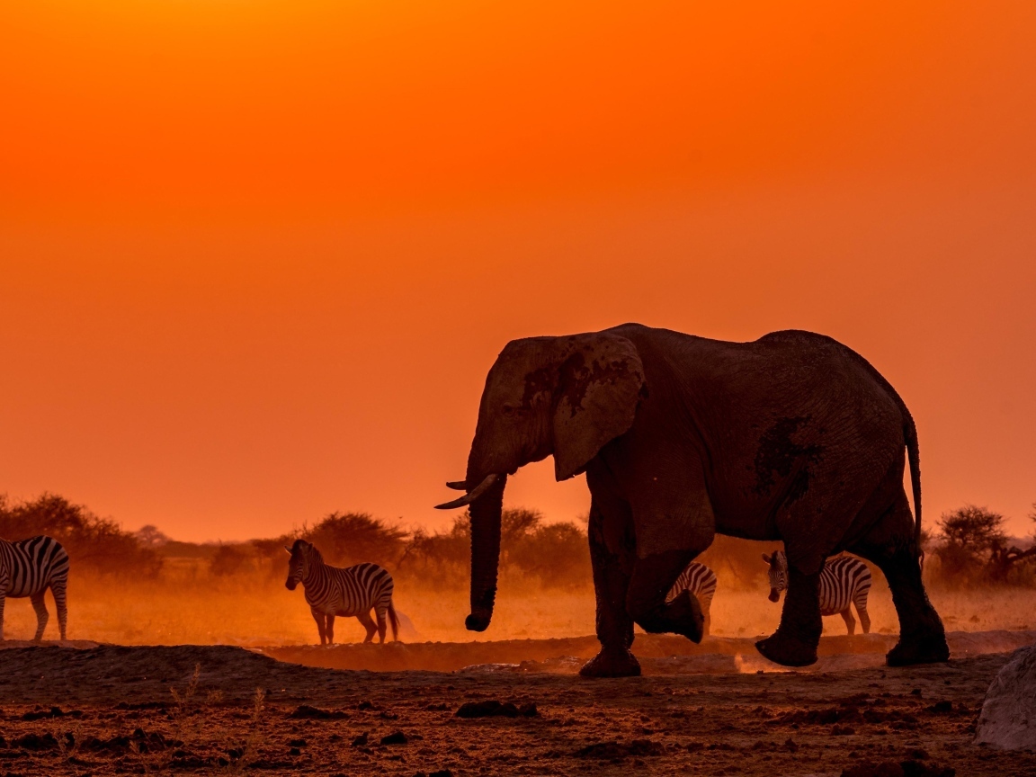 Слоны и зебры в Африке в сумерках