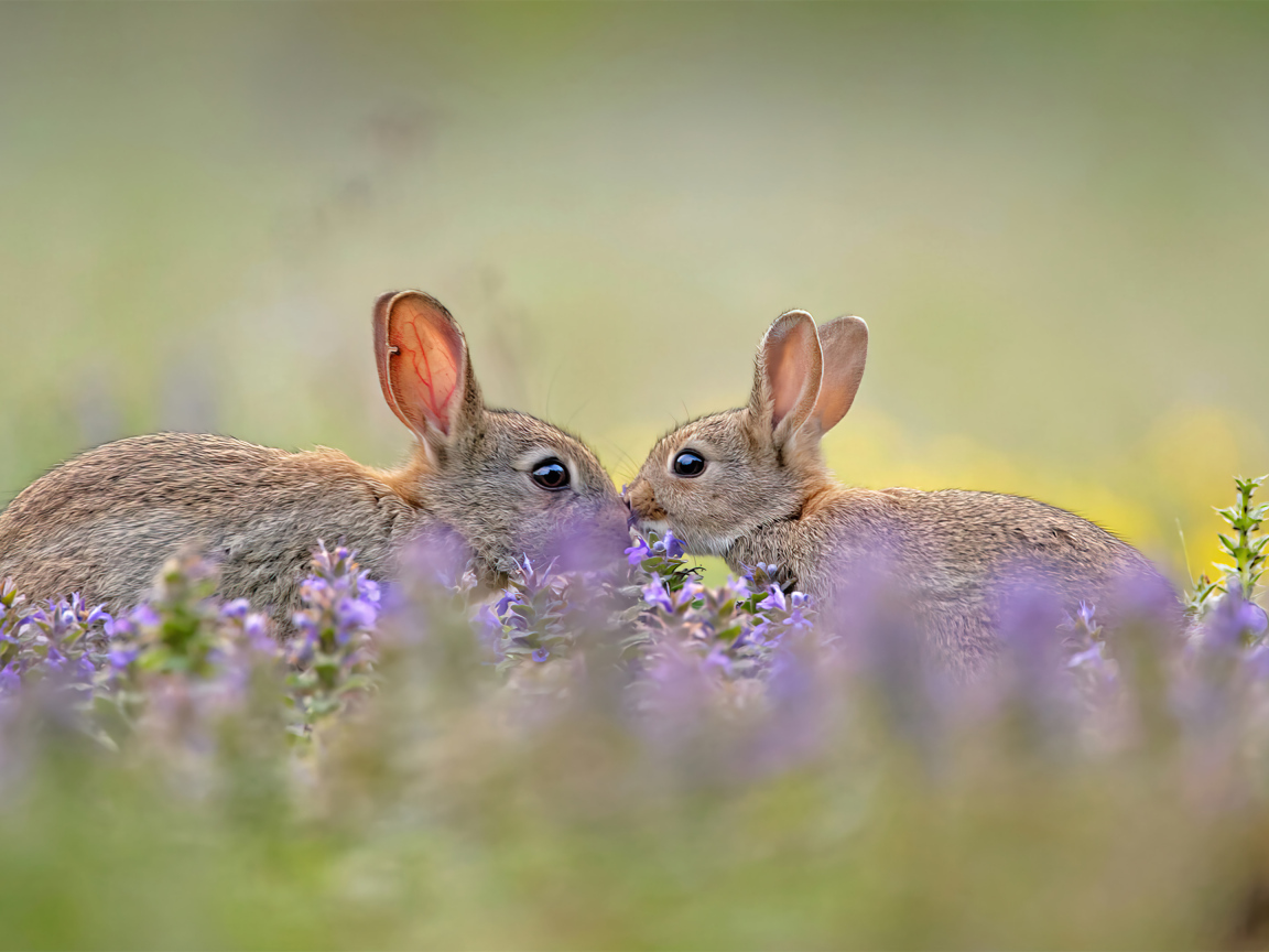 Два милых зайца в цветах 