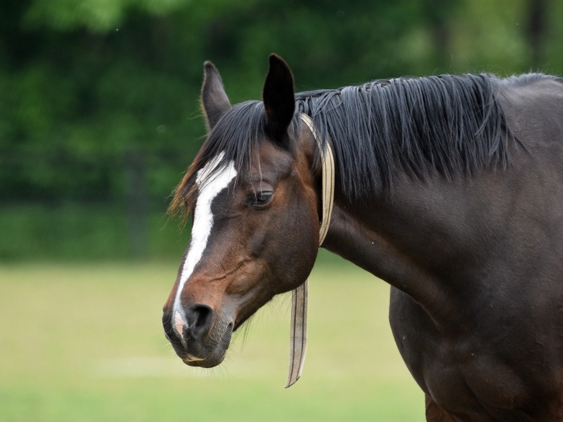 Большой красивый коричневый конь 