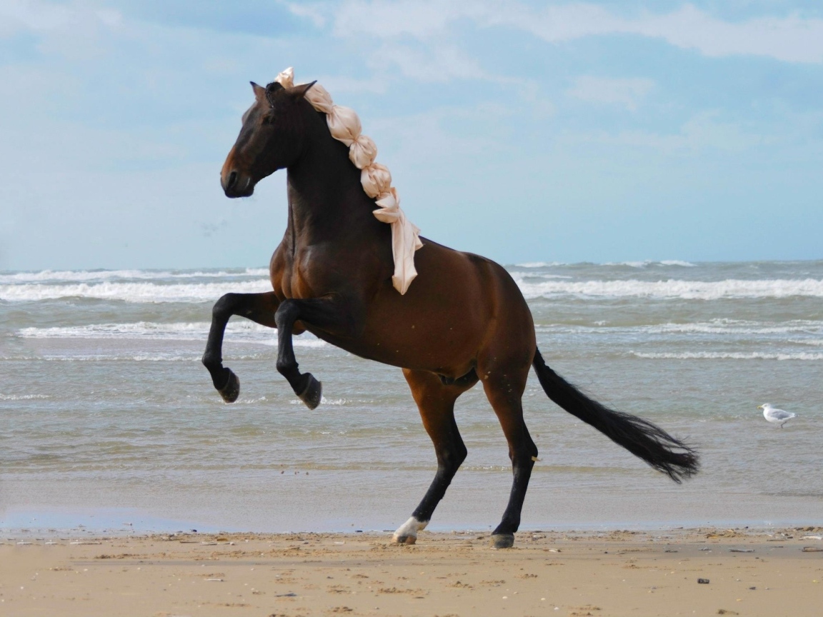 Большая коричневая лошадь на песке у моря