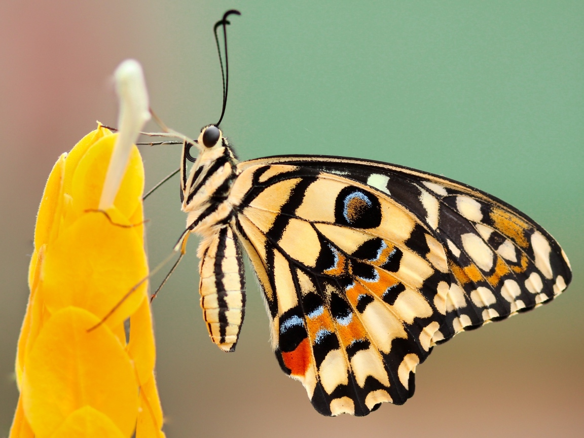 Большая красивая бабочка сидит на желтом цветке