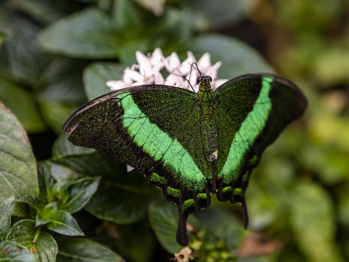 Большая зеленая бабочка сидит на листке