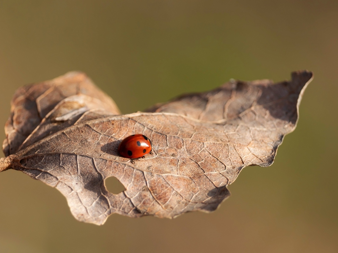 Красная божья коровка сидит на сухом листке