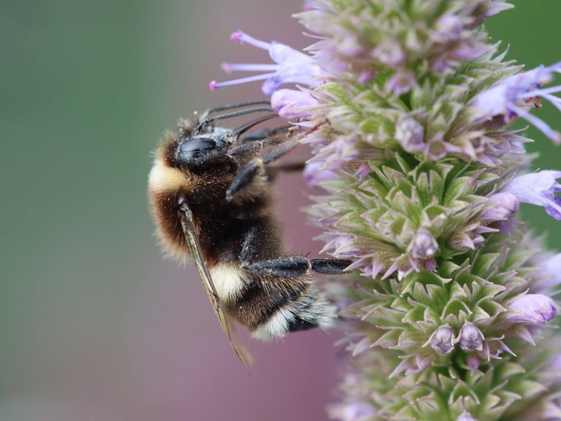 Пчела сидит на фиолетовом цветке 