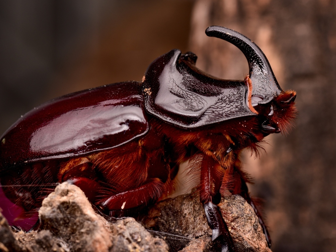 Большой коричневый жук носорог 