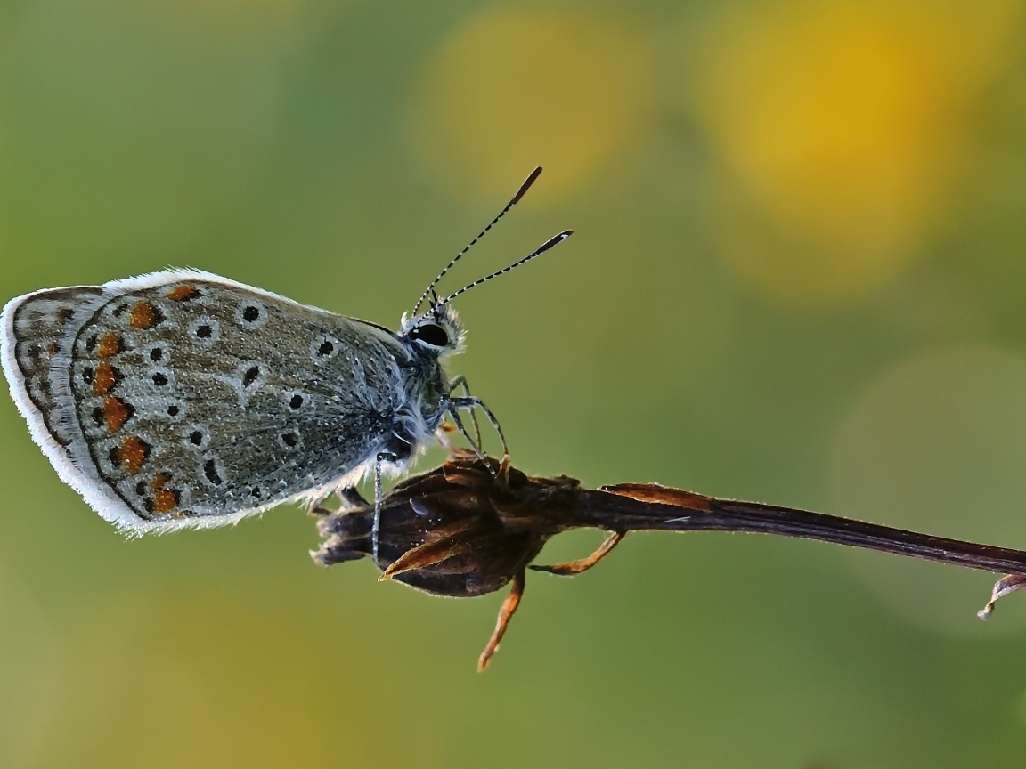 Голубая маленькая бабочка сидит на растении 