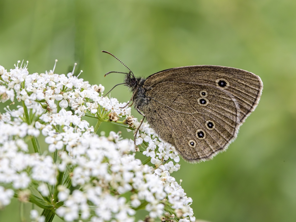 Коричневая бабочка на белом цветке крупным планом