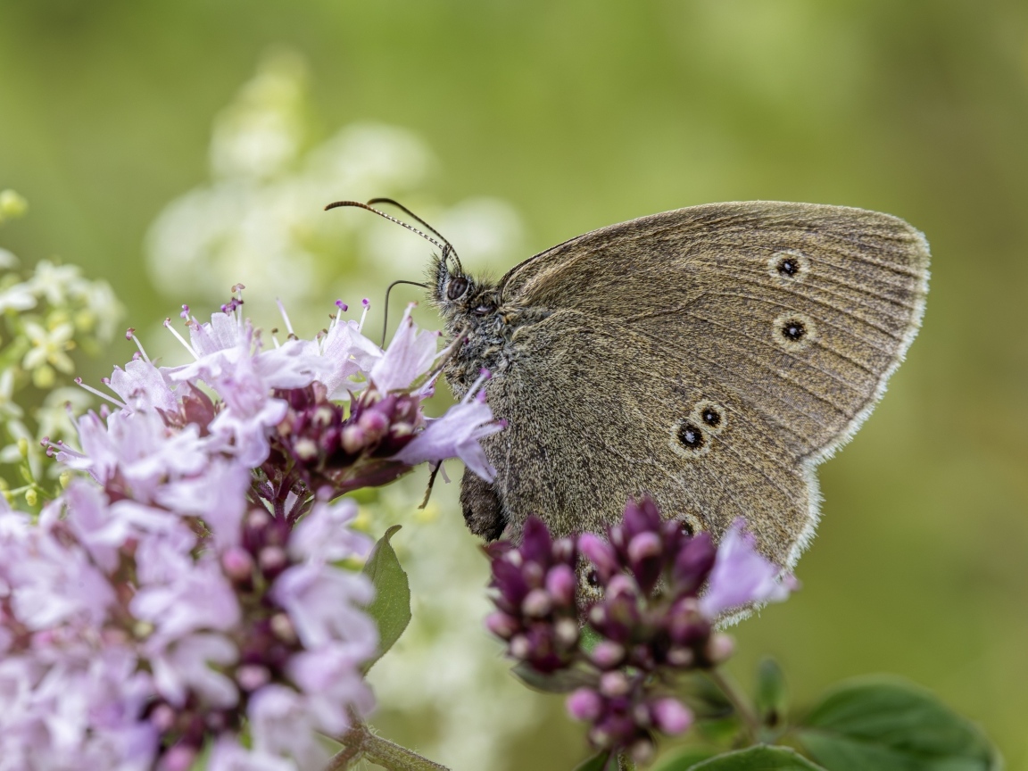 Коричневая бабочка сидит на сиреневом цветке