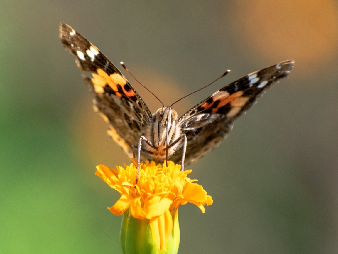 Коричневая бабочка сидит на цветке бархатца