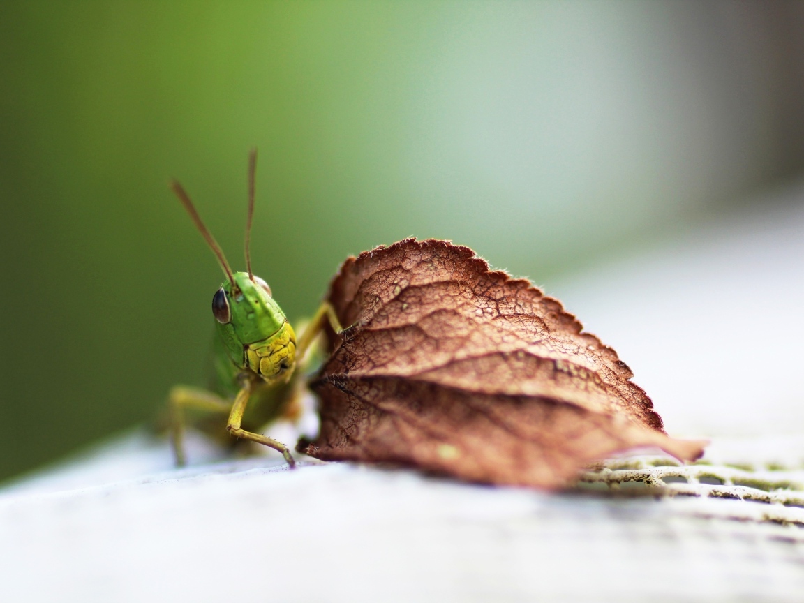 Зеленый кузнечик с листом