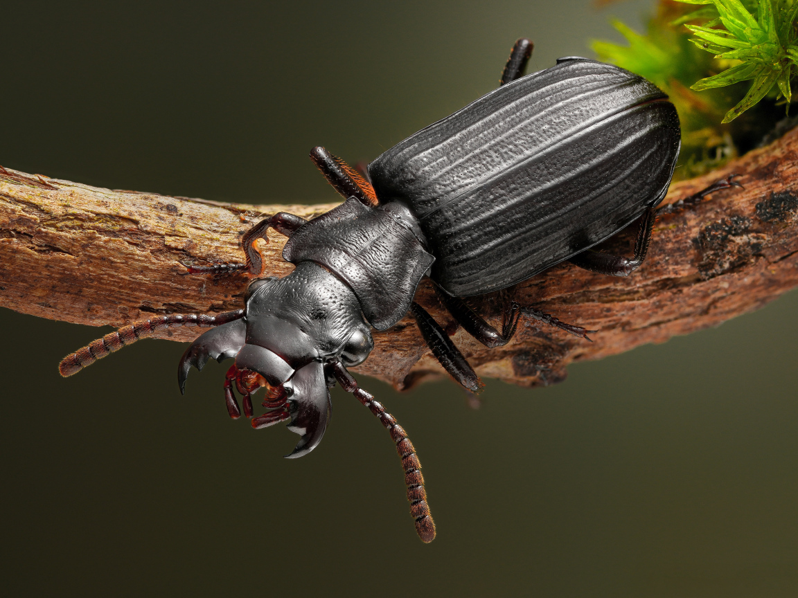 Большой черный жук сидит на ветке крупным планом