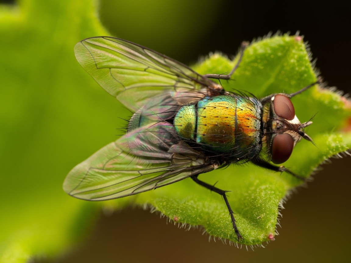 Большая зеленая муха на листке крупным планом