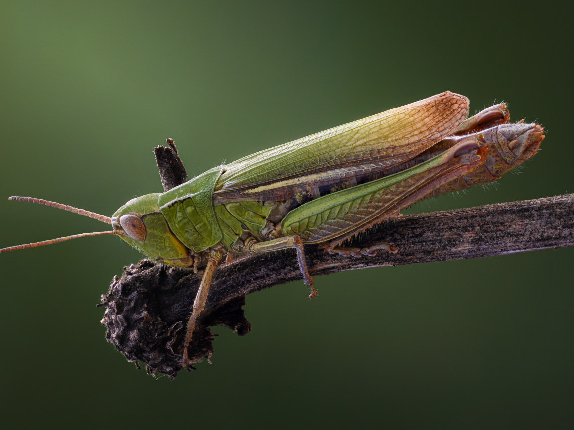 Большой зеленый кузнечик на ветке крупным планом