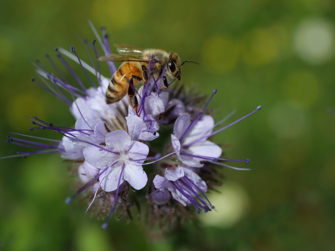 Маленькая пчела сидит на синем цветке