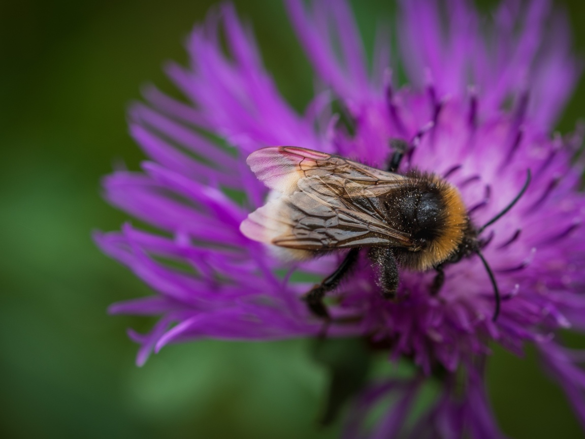 Маленький шмель опыляет розовый цветок