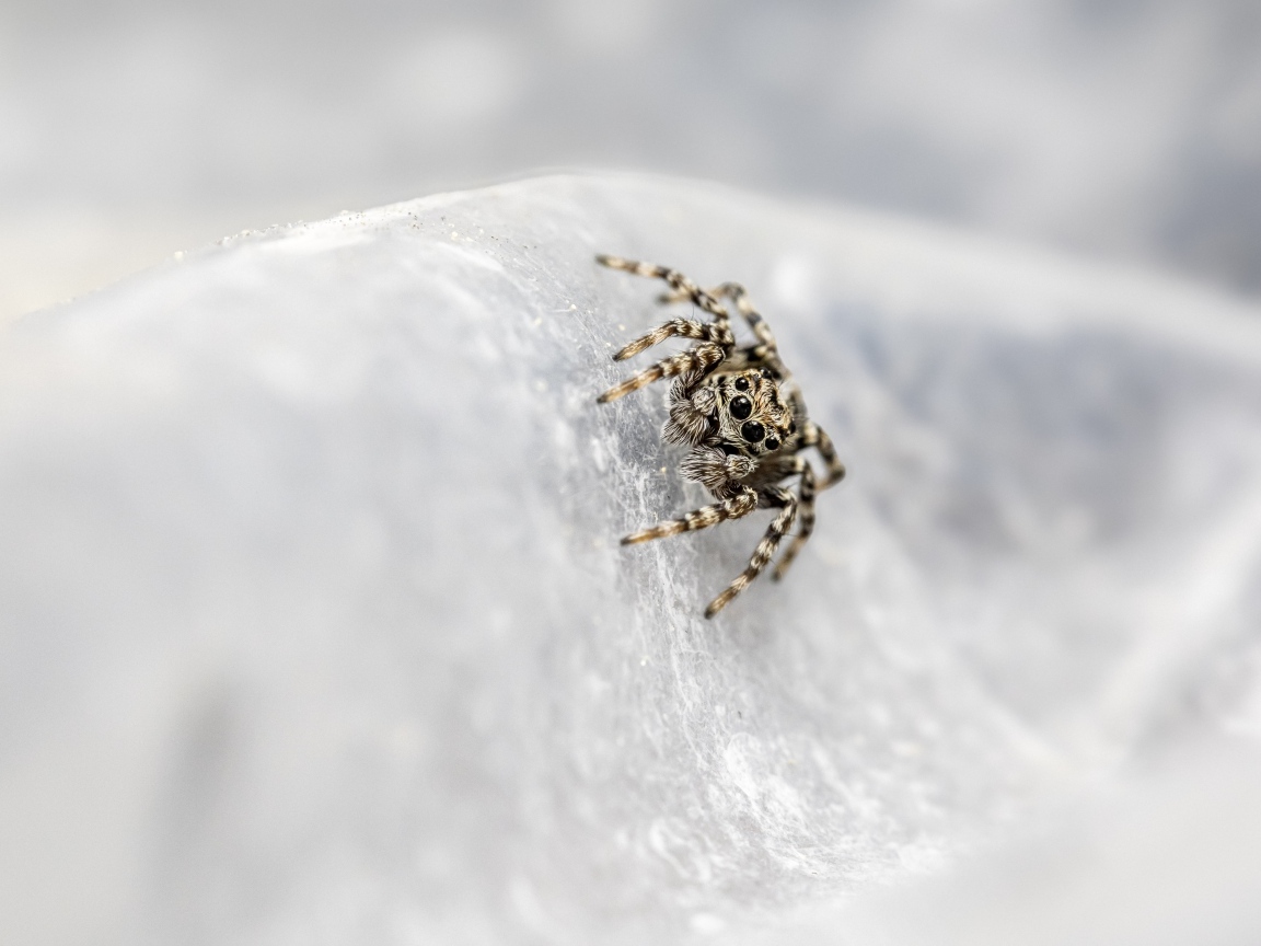 Маленький паук с черными глазами