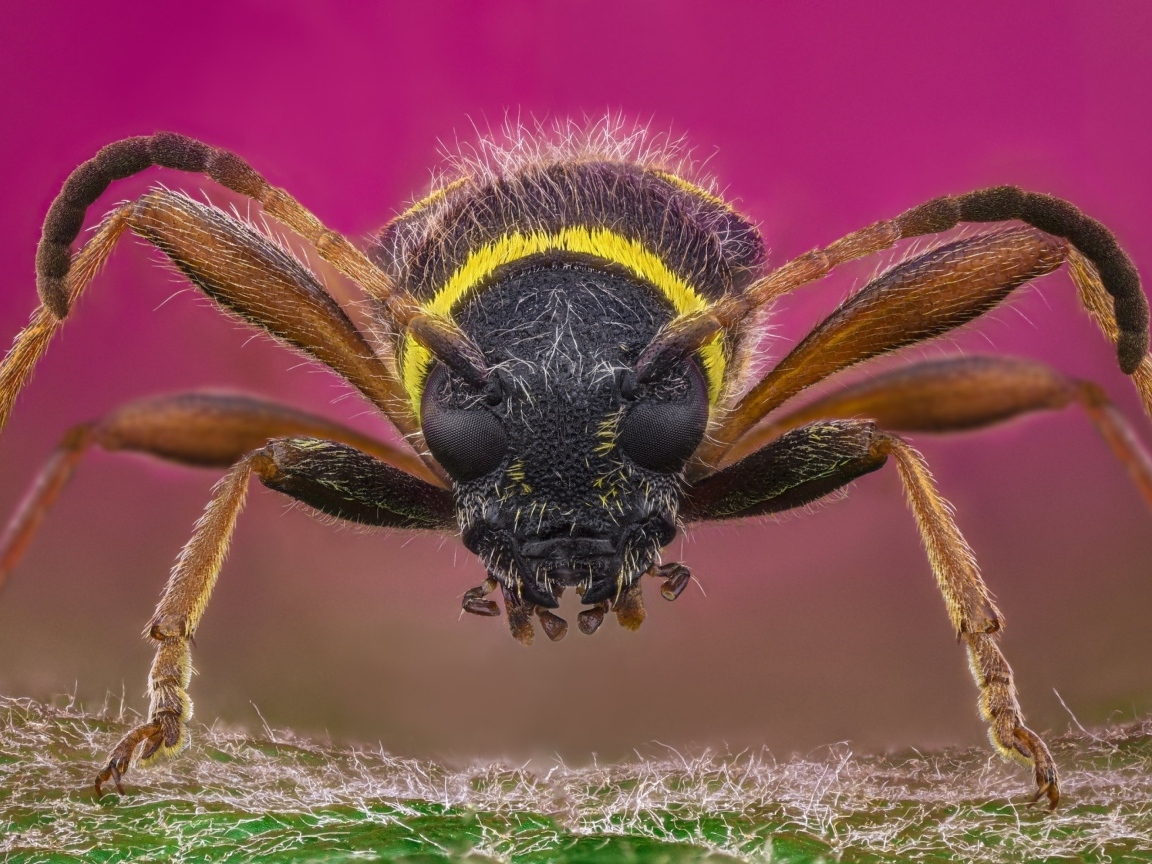 Макросъемка осы на розовом фоне