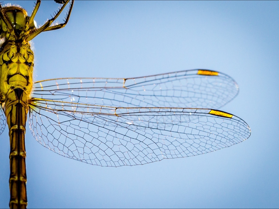 Два прозрачных крыла у большой стрекозы на голубом фоне