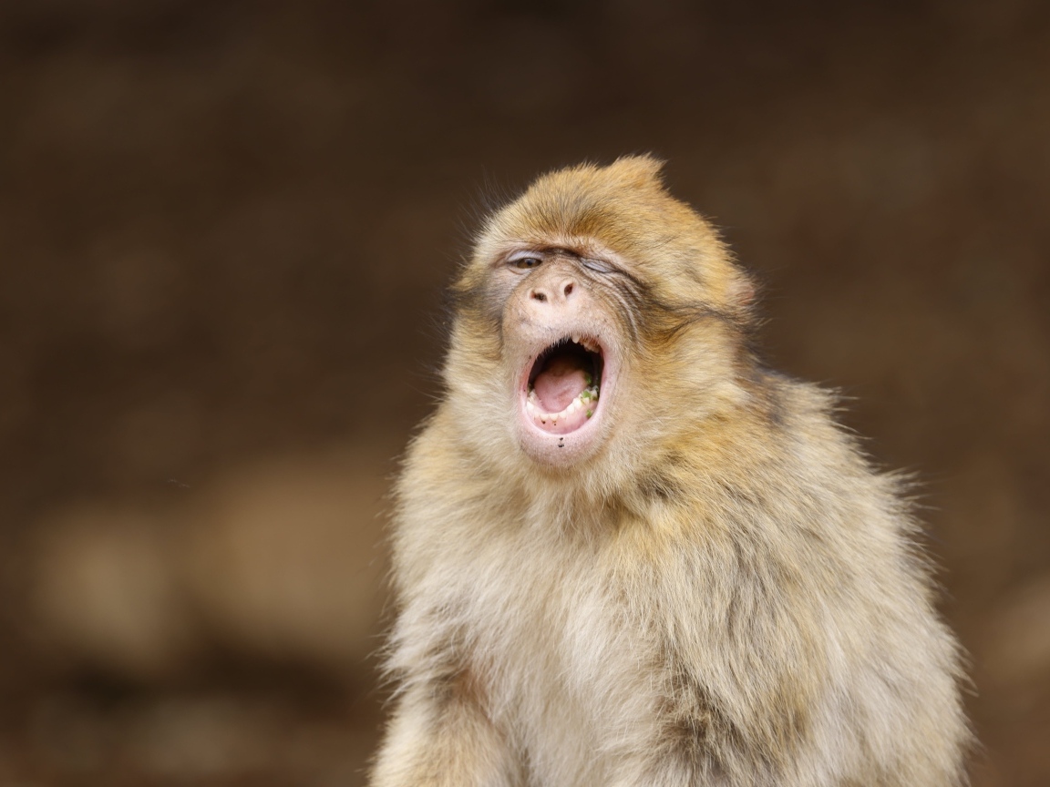 Зевающая обезьяна крупным планом