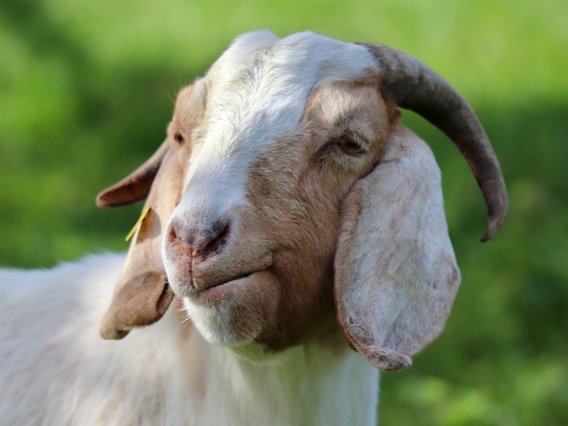 Большая рогатая коза с длинными ушами