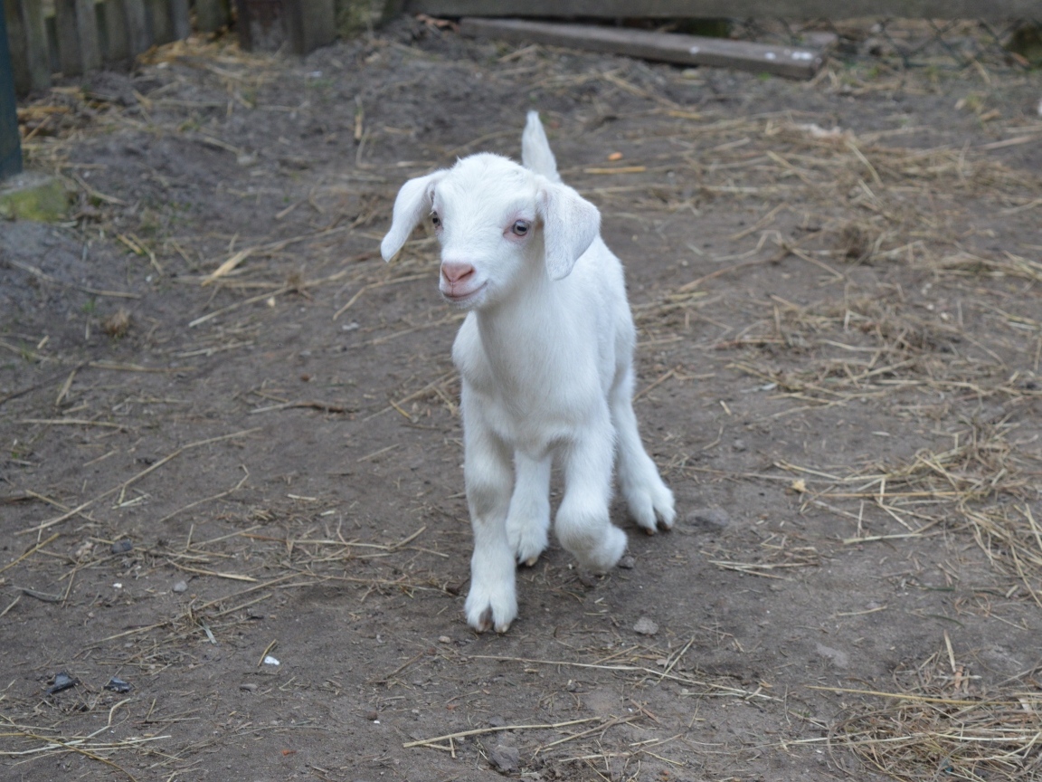 Милый маленький белый козленок