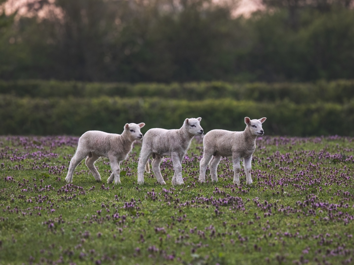 Маленькие овечки на поле с цветами