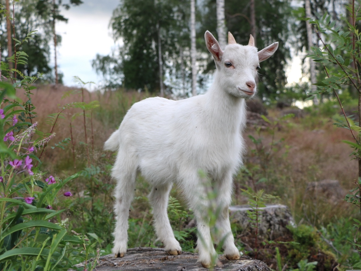 Белый козленок стоит на камне