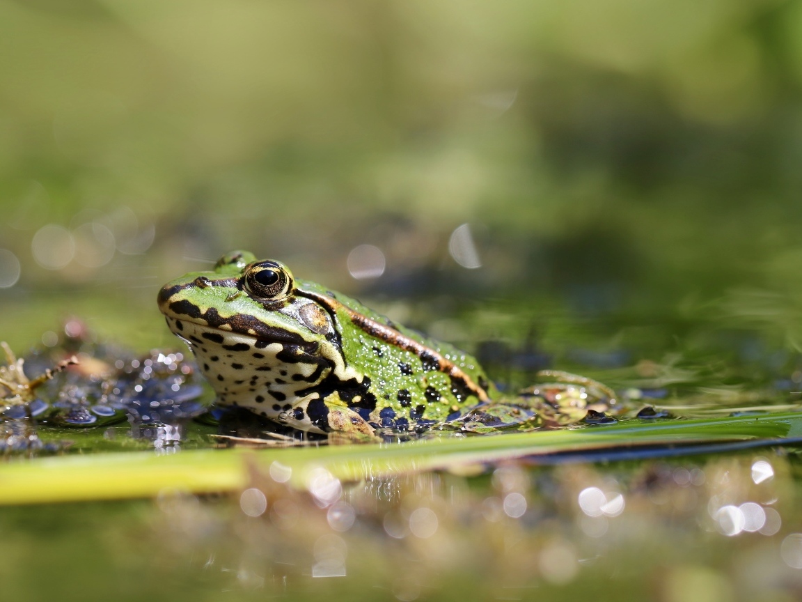 Жаба сидит на листке в пруду