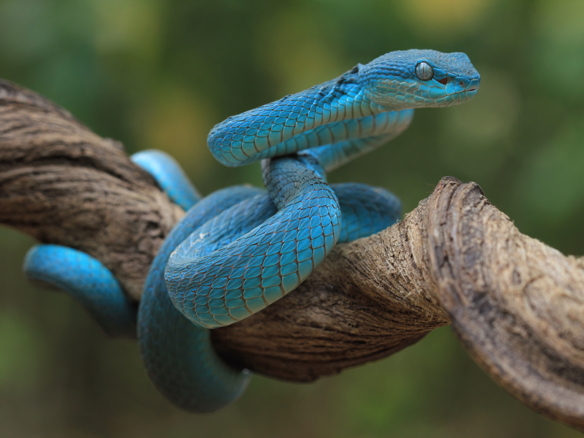 Голубая змея висит на ветке дерева