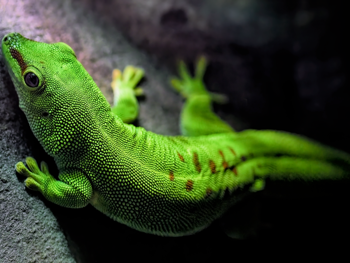 Зеленый мадагаскарский геккон на камне