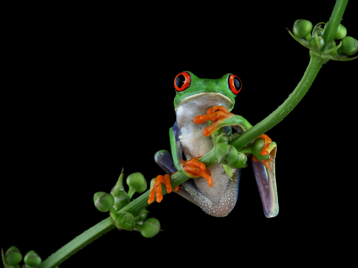 Зеленая лягушка с красными глазами висит на ветке