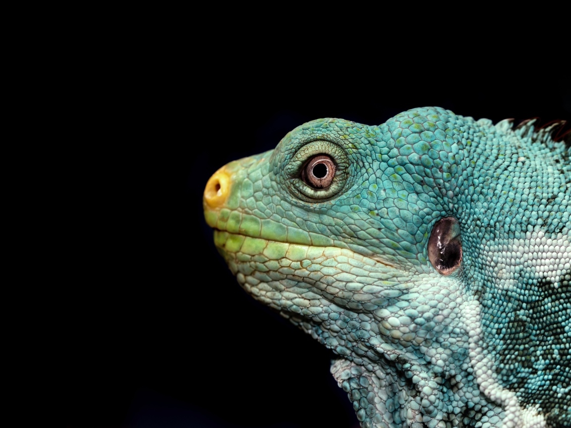 Голова зеленой игуаны на черном фоне