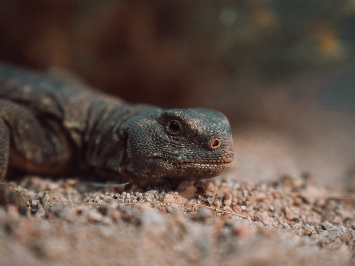 Дракон комодо на земле 