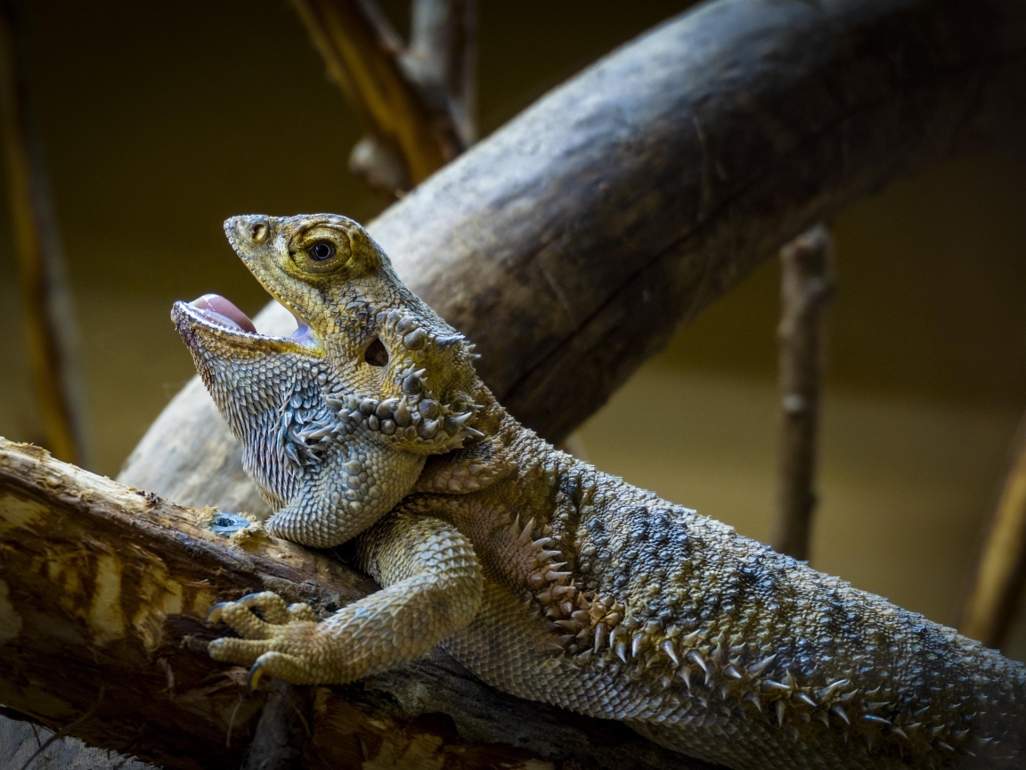 Большая агама на ветке с открытым ртом