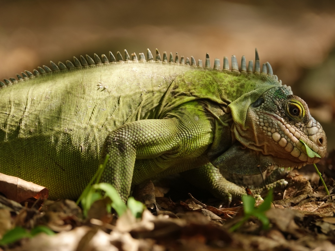 Большая зеленая игуана на сухой листве