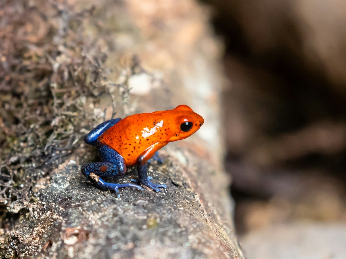 Красная лягушка с синими лапками  на камне