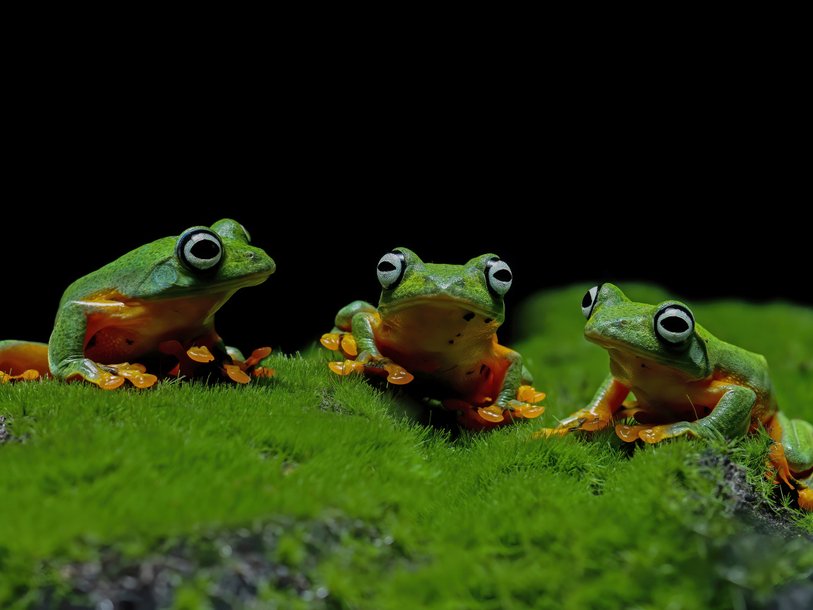 Три зеленые лягушки сидят на зеленом мху