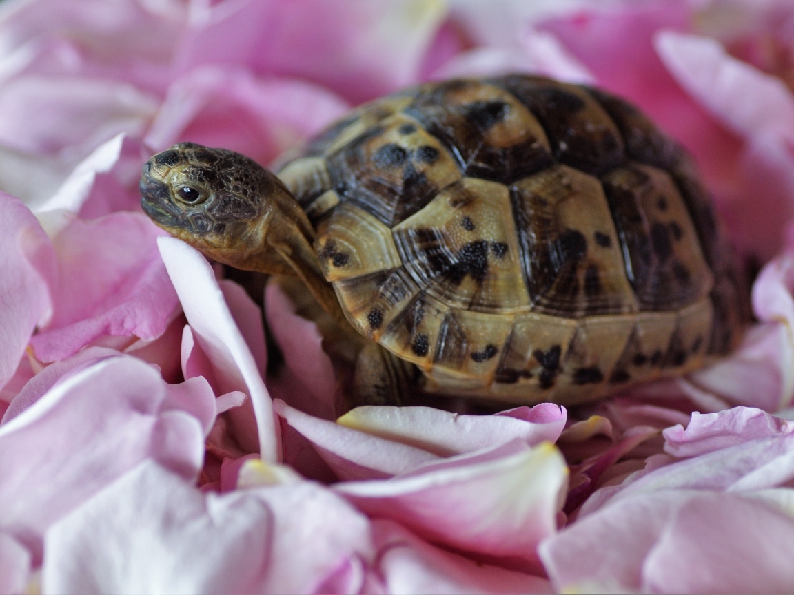 Черепаха с розовыми лепестками розы
