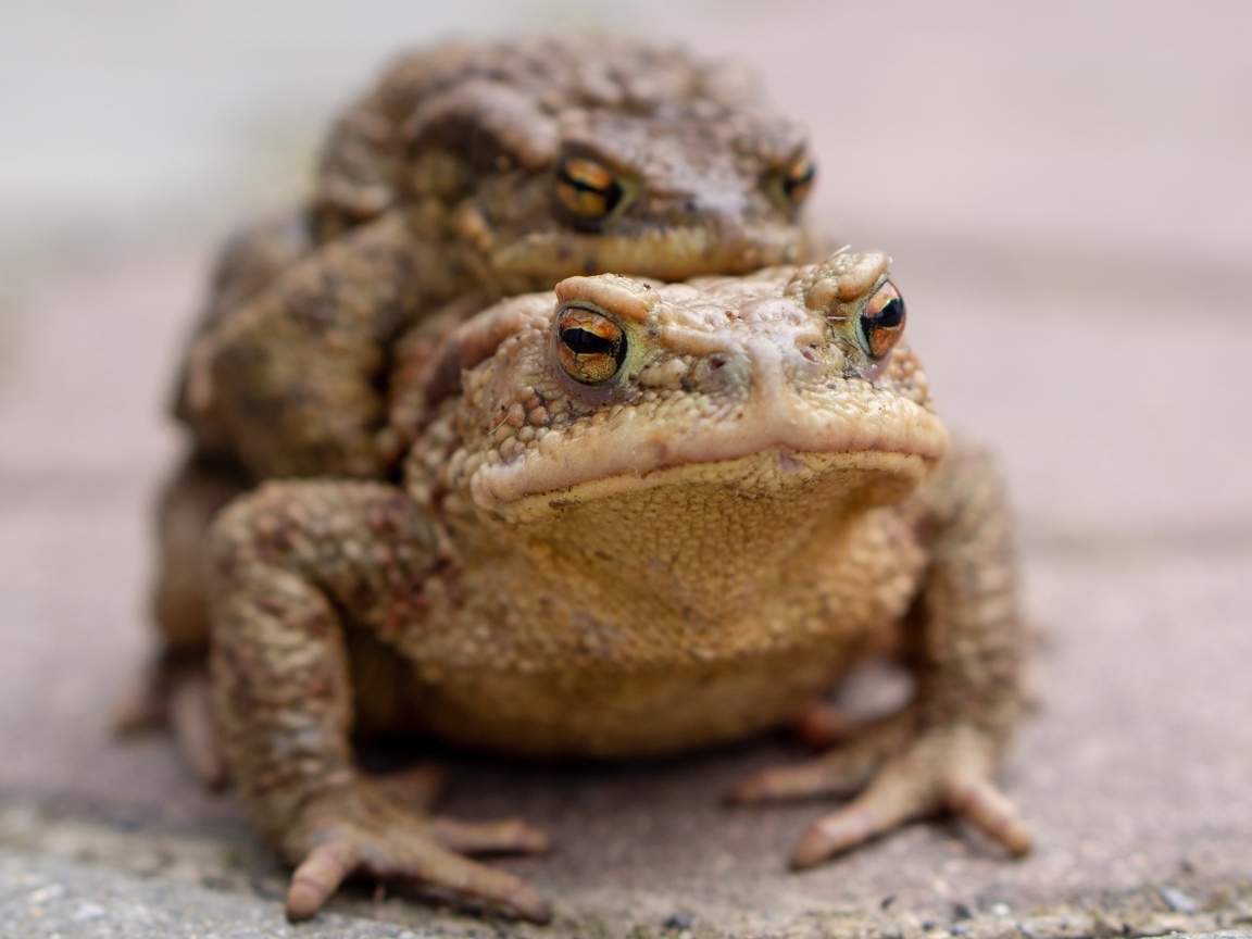 Две большие жабы крупным планом