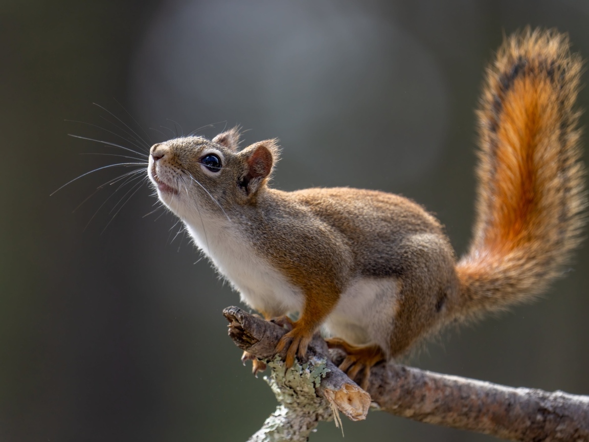 Любопытная белка сидит на ветке дерева