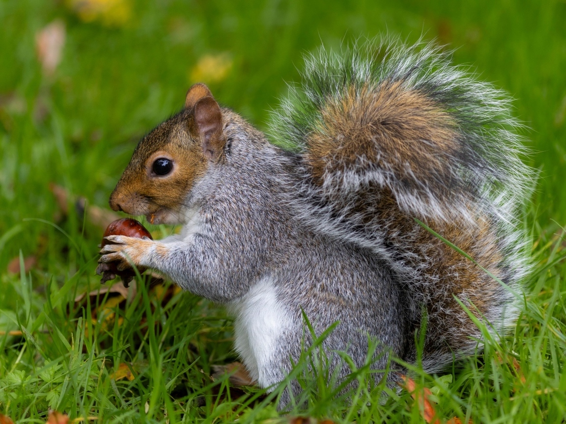 Пушистая серая белка с орехом в траве