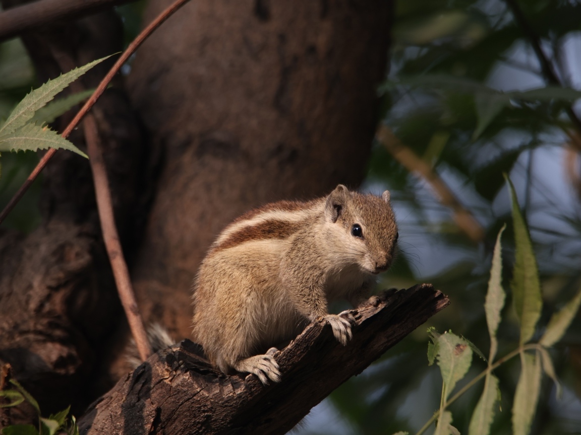 Маленький бурундук сидит на ветке