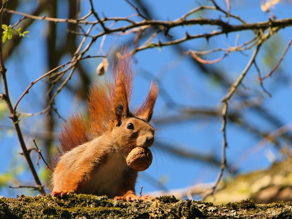 Рыжая белка с грецким орехом на ветке
