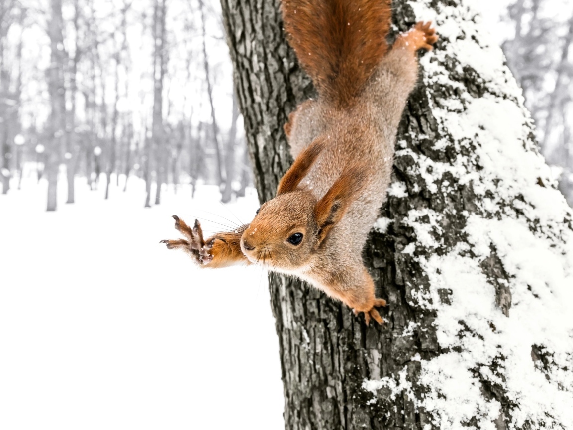 Белка на заснеженном дереве в лесу