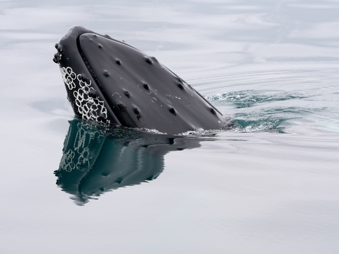 Большой кит в воде